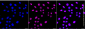 KD-Validated Anti-SNRPA1 Rabbit Monoclonal Antibody
